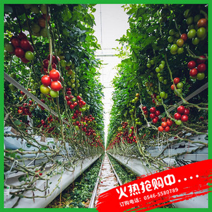 壽光蔬菜大棚農戶