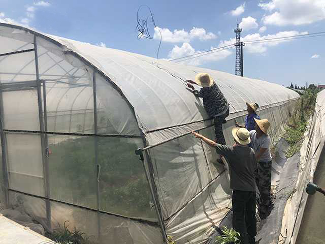 臺風“利奇馬”過境 加固大棚刻不容緩 災后補救更不能停