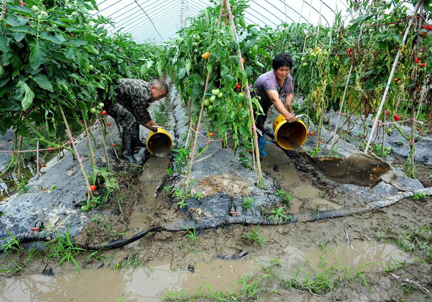 臺風“利奇馬”過境 加固大棚刻不容緩 災后補救更不能停