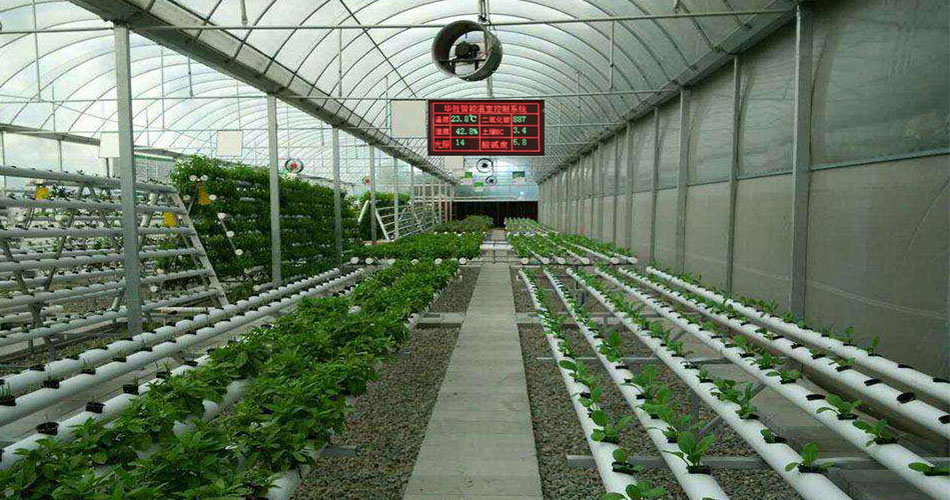 溫室草莓栽培物聯網智慧解決方案